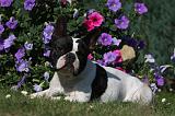 BOULEDOGUE FRANCAIS 846